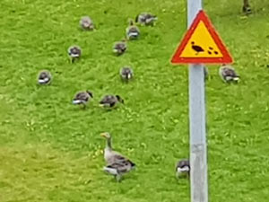 G&auml;nse mit eigenem Warnschild