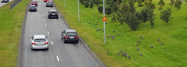 G&auml;nse mitten in Reykjavik neben der zweispurigen Schnellstra&szlig;e