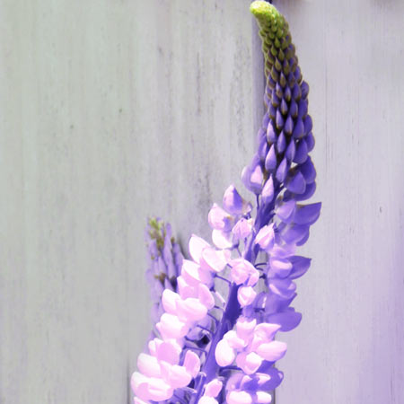 Geschenkidee Muttertag: Wildblumenstrauß mit Alaska Lupinen (Lupinus nootkatensis)