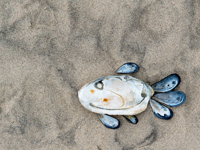 Fisch. Strandgut am Kjul Strand in Hirtshals.