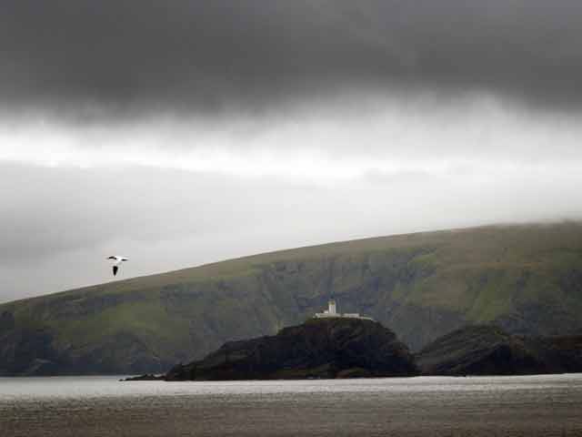 Ein Basstölpel vor den Shetland-Inseln