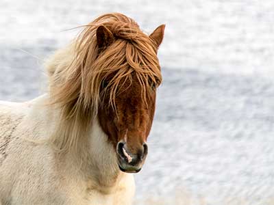 Spielfilme mit Islandpferden