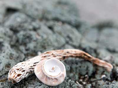 Muschel am Fauskasandur