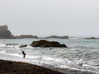 Vogelbeoachtung - Fauskasandur
