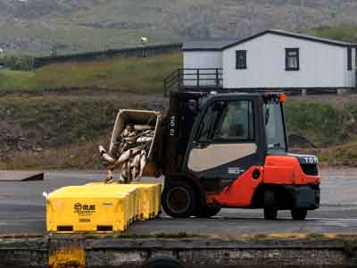 Der Fang wird verladen