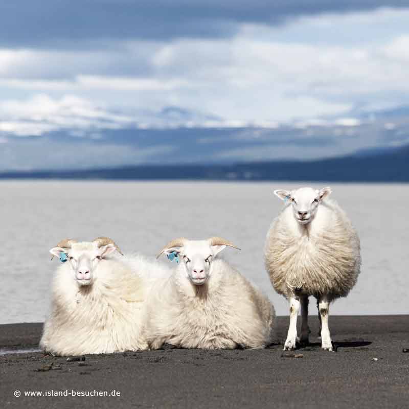 Die 3 vom Lagarflj&oacute;t