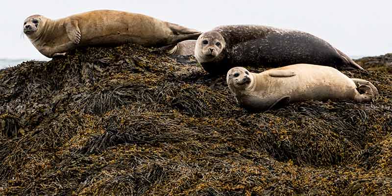 Die Robben von Ytri Tunga