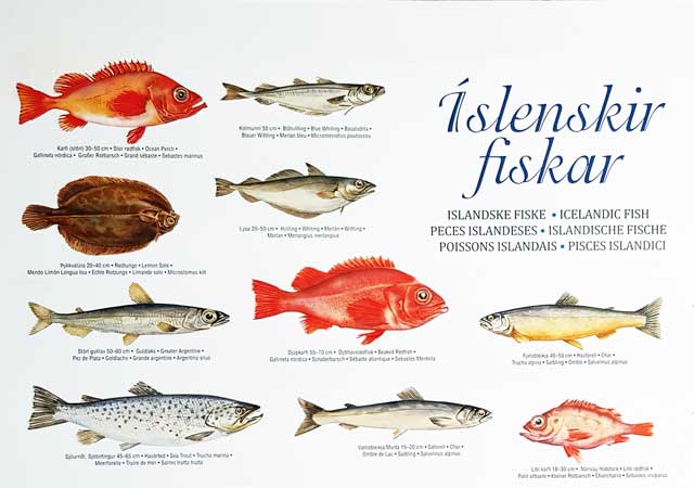 Isl&auml;ndischer Fisch - Poster