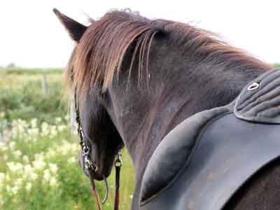 Reitpause im Gr&uuml;nen
