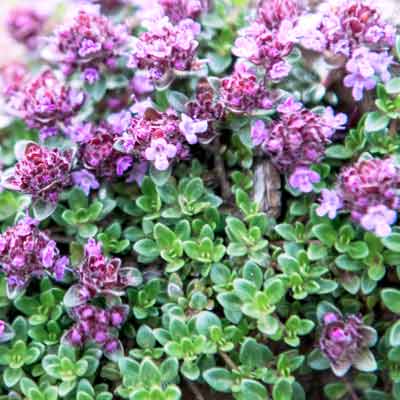 Wilder Thymian ist in Island nahezu überall zu finden