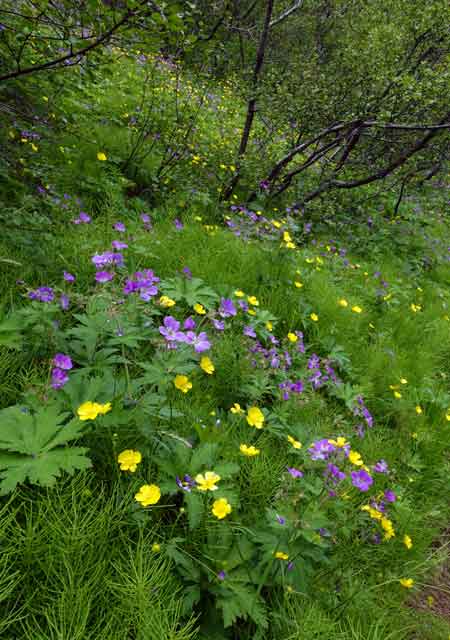 Üppige Vegetation im Tal der Krossá