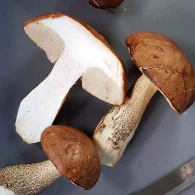 Birkenpilze gibt es ab August in Island