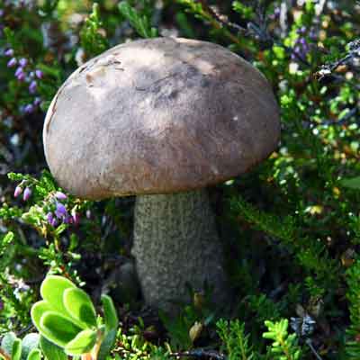 Birkenpilze gibt es ab August in Island