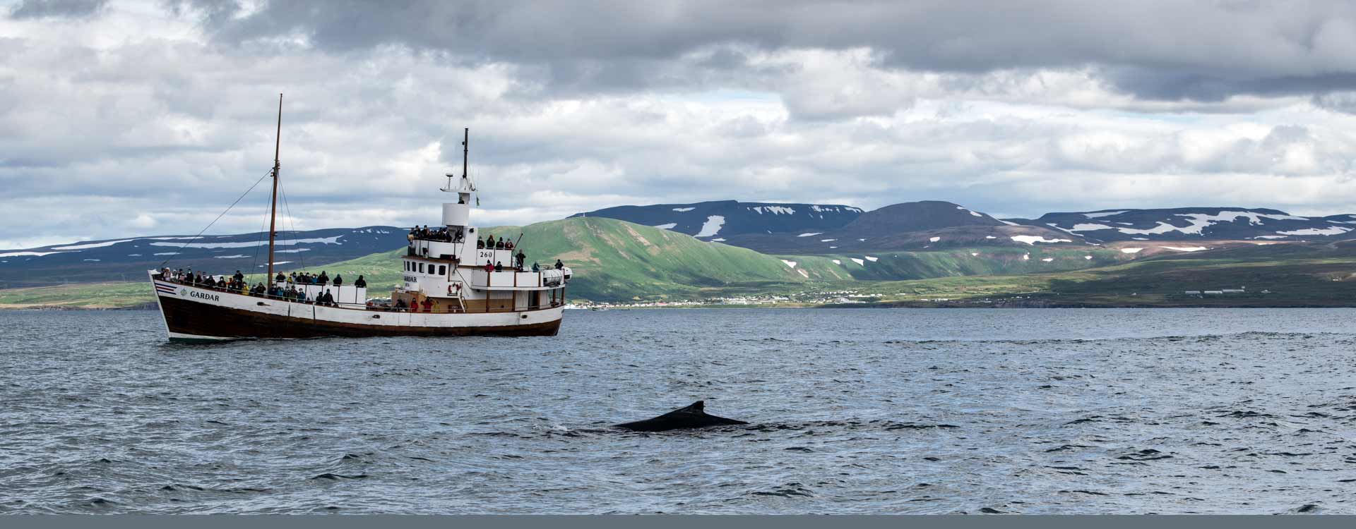 Island | Wale | Whale Watching | Beste Zeit | Kosten | Erfahrung