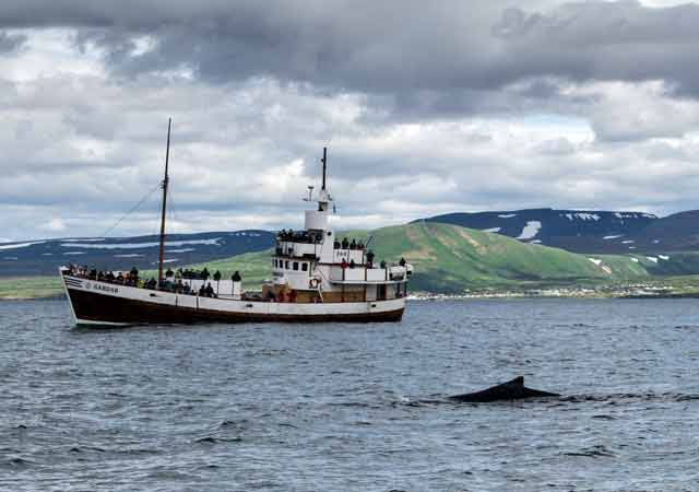 Island | Wale | Whale Watching | Beste Zeit | Kosten | Erfahrung 