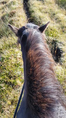 Islandpferde beim Ausritt – Video folgt