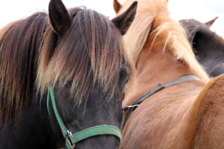 Pferde Island reiten