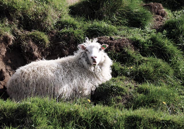Isländische Wolle kaufen in Álafoss