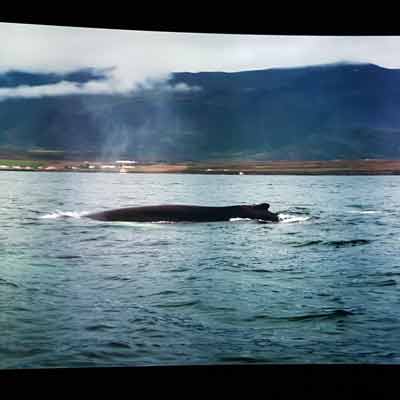 Film  &uuml;ber das Leben im Wasser  Wonders of Iceland